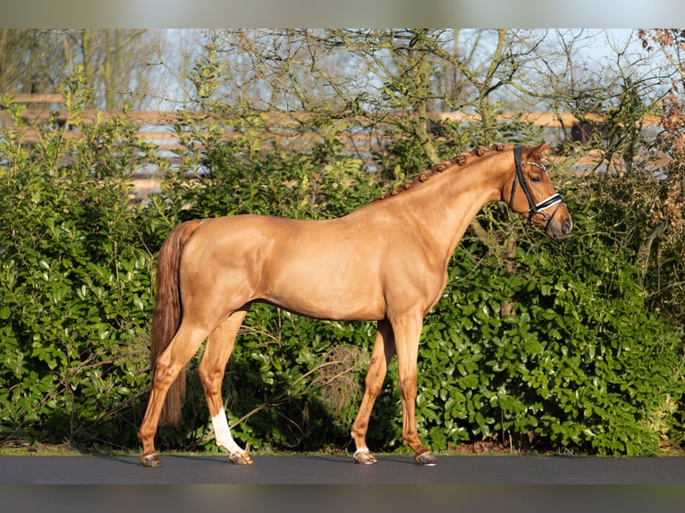 NRPS Hengst 3 Jahre 167 cm Fuchs in Oosterhout