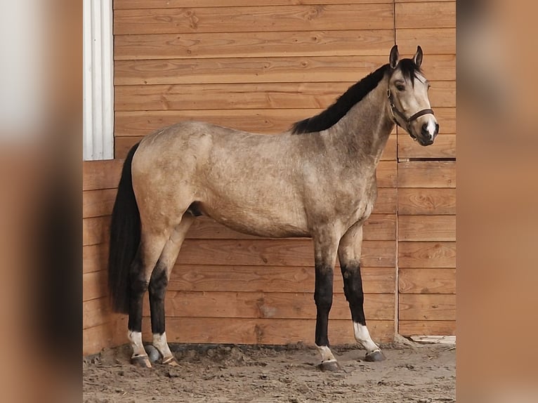 NRPS Hengst 3 Jahre Buckskin in Den Ham