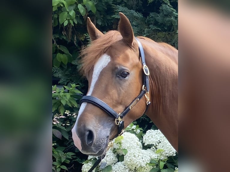 NRPS Hengst 4 Jaar 147 cm Donkere-vos in WipperfürthWipperfürth