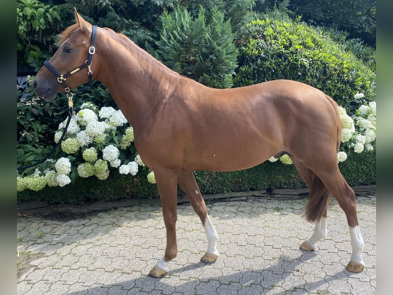 NRPS Hengst 4 Jaar 147 cm Donkere-vos in WipperfürthWipperfürth