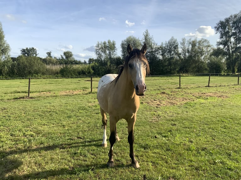 NRPS Hengst 4 Jaar 148 cm Palomino in Daknam