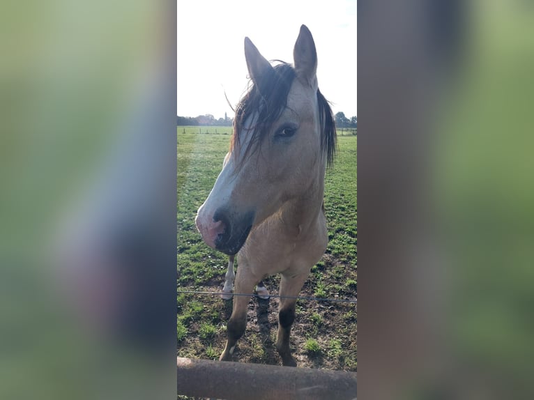 NRPS Hengst 4 Jaar 148 cm Palomino in Daknam