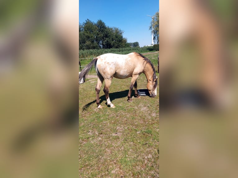 NRPS Hengst 4 Jaar 148 cm Palomino in Daknam