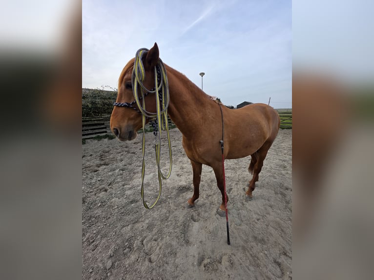 NRPS Hengst 4 Jaar 156 cm Vos in Nieuwerkerk aan den IJssel