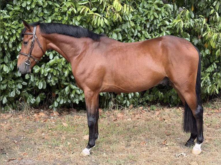 NRPS Hengst 4 Jahre 147 cm Brauner in Veghel