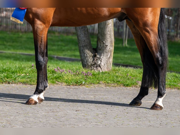 NRPS Hengst 4 Jahre 148 cm Brauner in GROTE-BROGEL