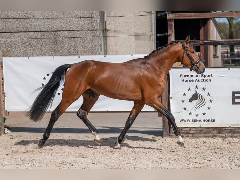 NRPS Hengst 4 Jahre 148 cm Brauner in GROTE-BROGEL