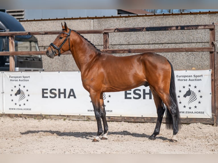 NRPS Hengst 4 Jahre 148 cm Brauner in GROTE-BROGEL