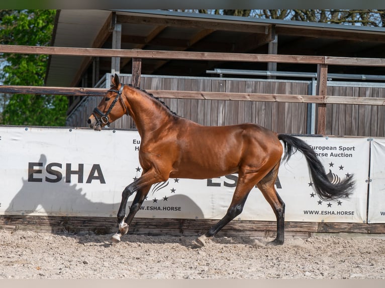 NRPS Hengst 4 Jahre 148 cm Brauner in GROTE-BROGEL
