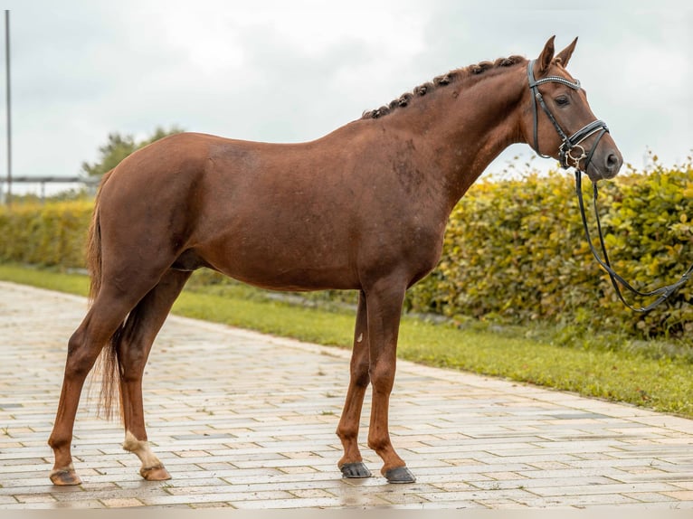 NRPS Hengst 4 Jahre 148 cm Fuchs in Gomadingen