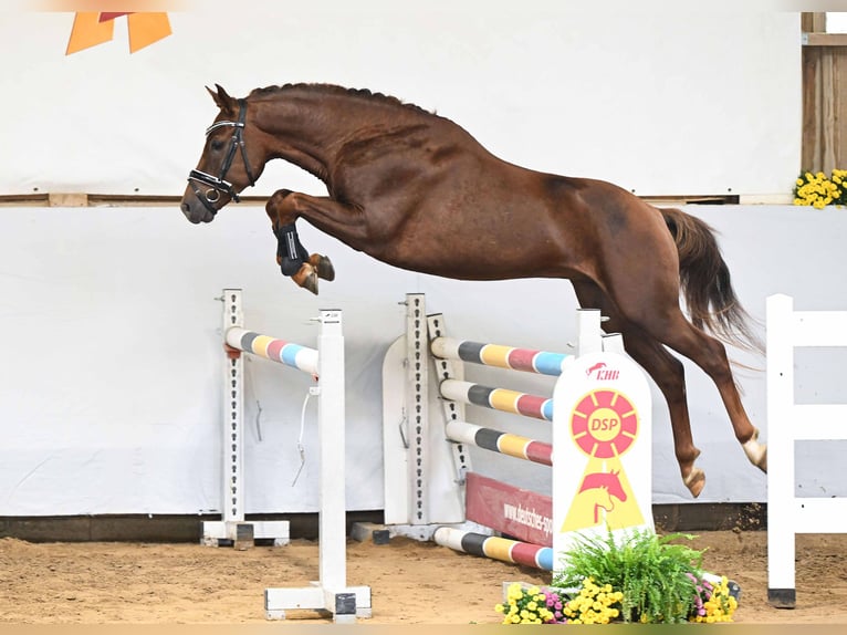 NRPS Hengst 4 Jahre 148 cm Fuchs in Gomadingen