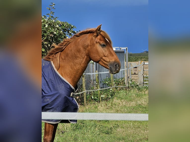 NRPS Hengst 4 Jahre 156 cm Fuchs in Nieuwerkerk aan den IJssel
