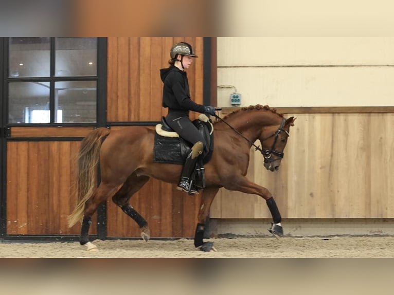 NRPS Hengst 5 Jaar 148 cm Vos in Oost West en Middelbeers