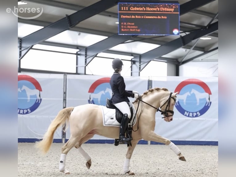 NRPS Hengst 5 Jahre 145 cm Perlino in Groningen