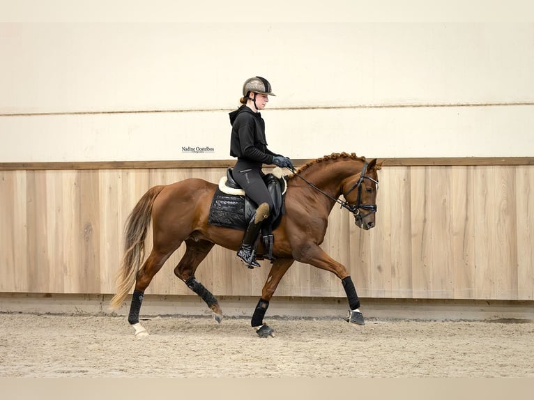 NRPS Hengst 5 Jahre 148 cm Fuchs in Oost West en Middelbeers