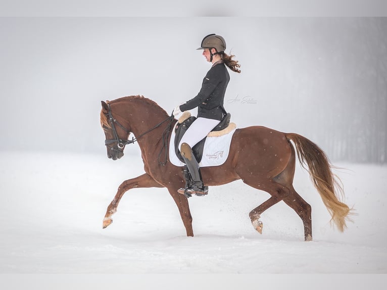 NRPS Hengst 5 Jahre 148 cm Fuchs in Oost West en Middelbeers