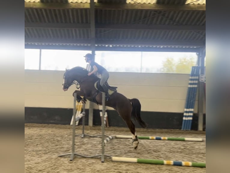 NRPS Hengst 9 Jahre 148 cm Dunkelfuchs in Frasnes-lez-Anvaing