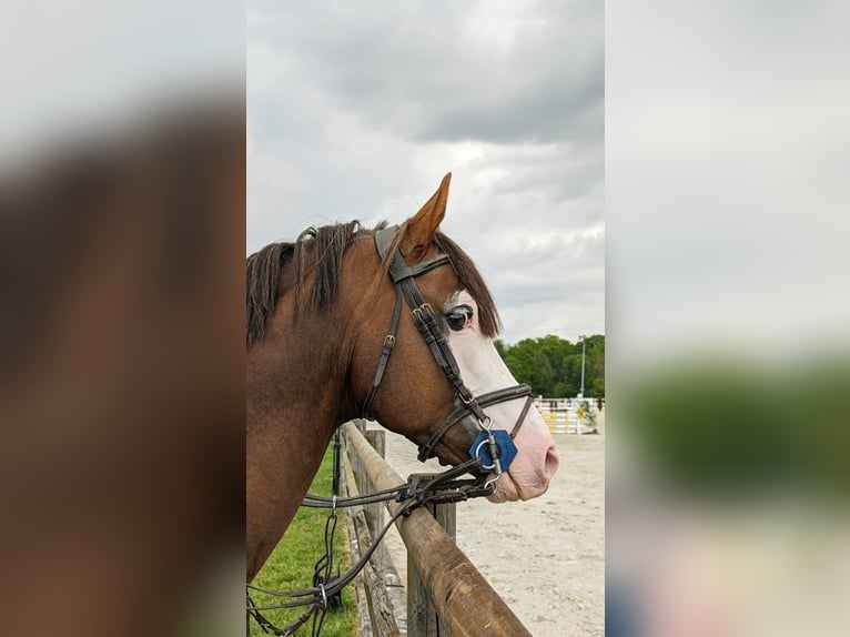NRPS Hengst 9 Jahre 148 cm Dunkelfuchs in Frasnes-lez-Anvaing