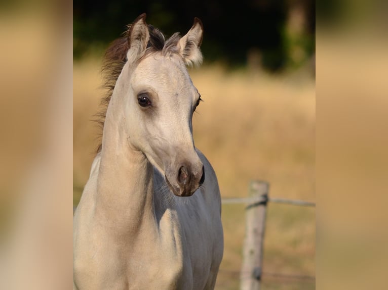 NRPS Hengst Buckskin in Nistelrode