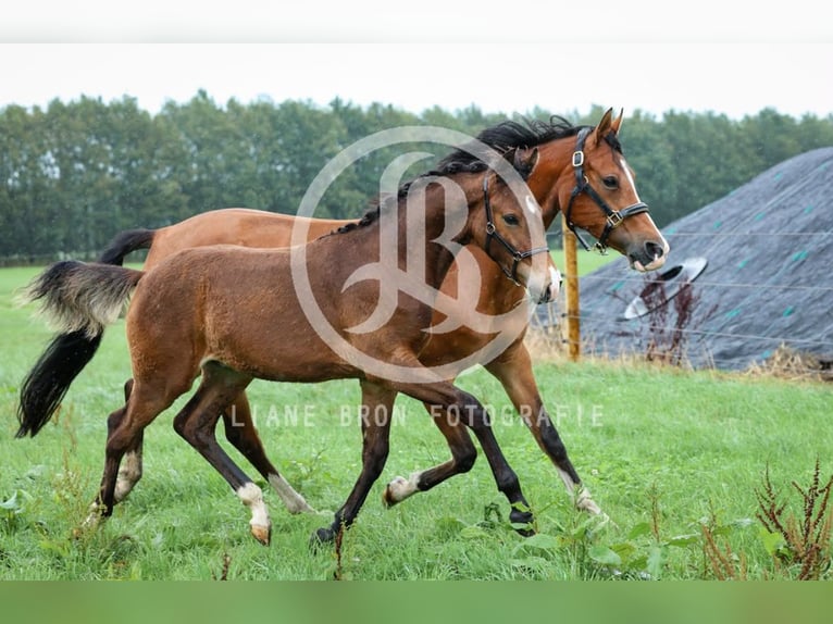 NRPS Hengst Fohlen (04/2026) 148 cm Brauner in Zweeloo