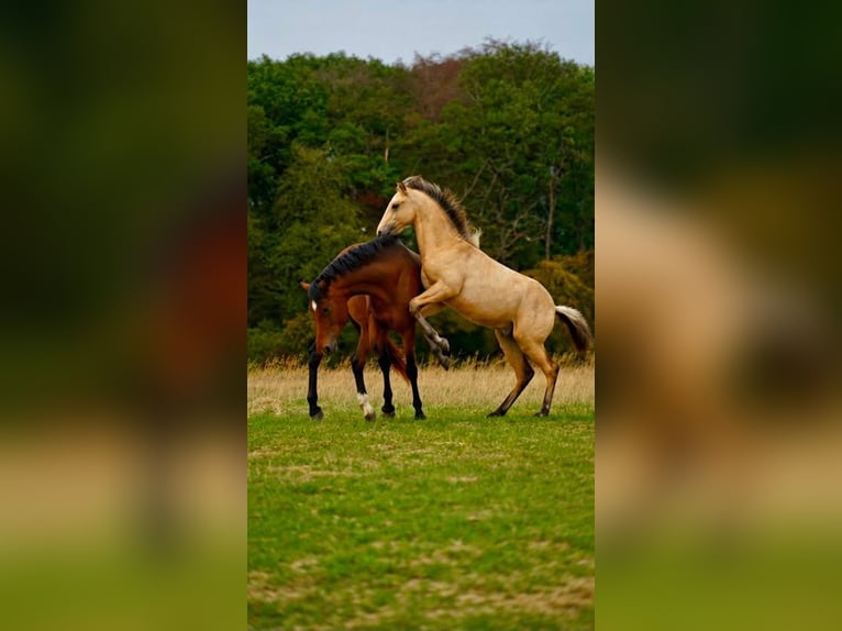 NRPS Hengst Fohlen (04/2026) 150 cm Buckskin in Luxembourg