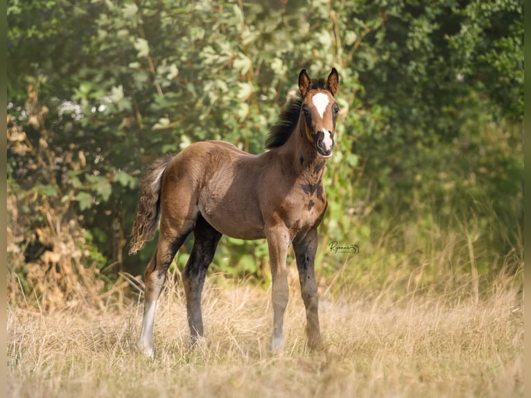 NRPS Mix Hengst Fohlen (06/2026) 160 cm Rappe in Leens