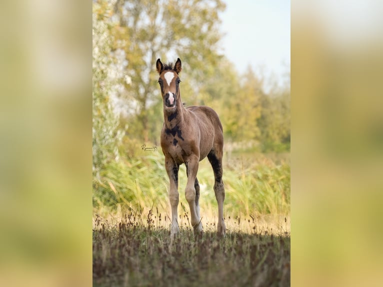 NRPS Mix Hengst Fohlen (06/2026) 160 cm Rappe in Leens