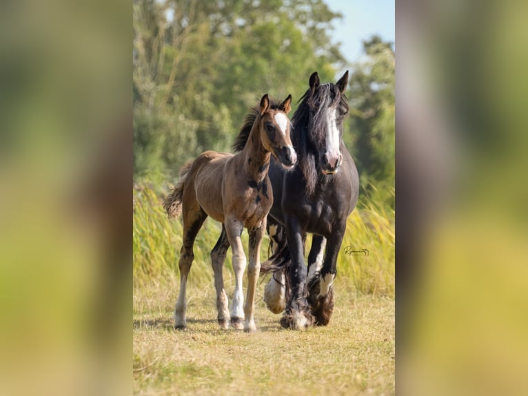 NRPS Mix Hengst Fohlen (06/2026) 160 cm Rappe in Leens