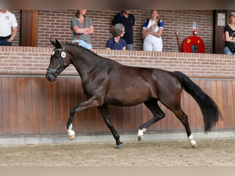NRPS Hengst Fohlen (03/2025) 168 cm Buckskin in Tholen