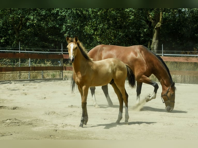 NRPS Hengst Fohlen (03/2026) 170 cm Buckskin in Berghem