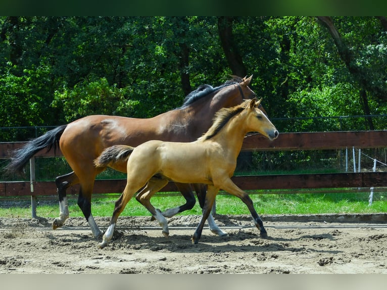 NRPS Hengst Fohlen (03/2026) 170 cm Buckskin in Berghem