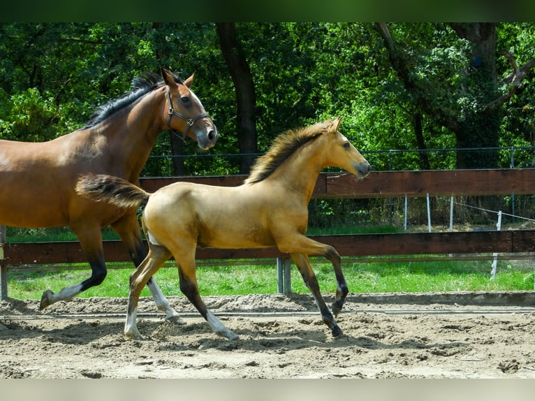 NRPS Hengst Fohlen (03/2026) 170 cm Buckskin in Berghem