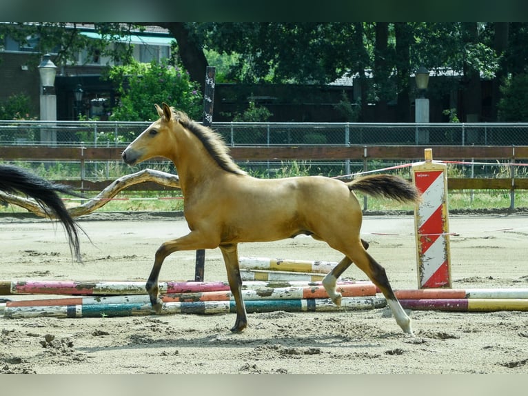 NRPS Hengst Fohlen (03/2026) 170 cm Buckskin in Berghem