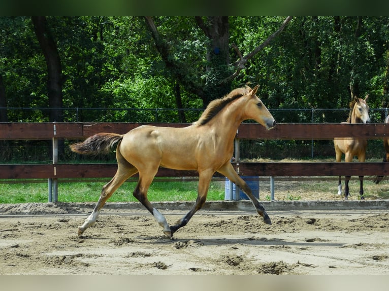 NRPS Hengst Fohlen (03/2026) 170 cm Buckskin in Berghem