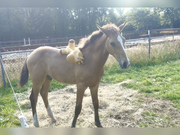 NRPS Hengst Fohlen (03/2026) 170 cm Buckskin in Berghem
