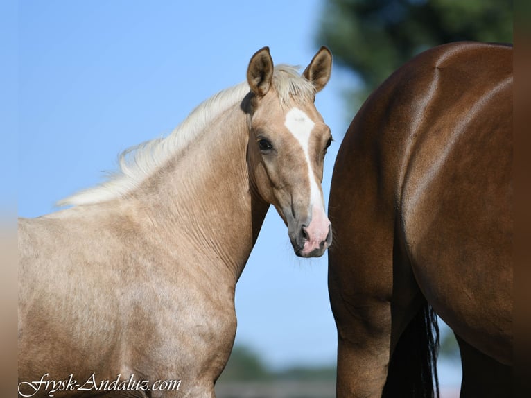 NRPS Hengst Fohlen (05/2026) 170 cm Palomino in Mijnsheerenland
