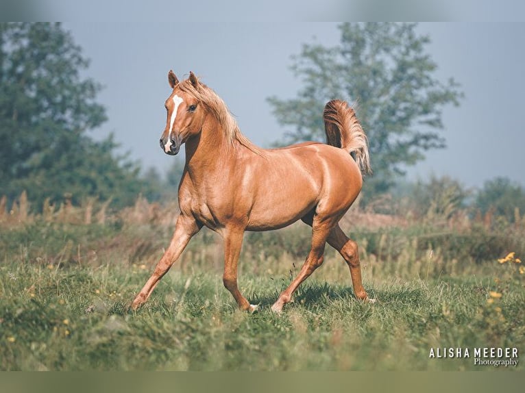 NRPS Hengst Red Dun in Boxmeer