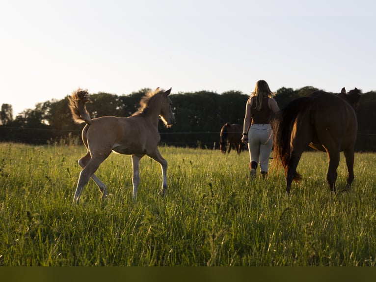 NRPS Hengst Veulen (04/2026) 150 cm Buckskin in Luxembourg