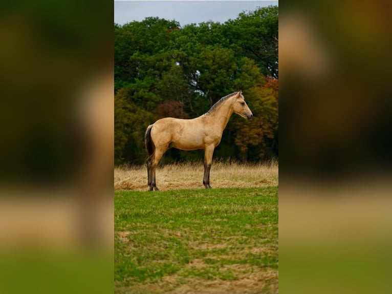 NRPS Hengst Veulen (04/2026) 150 cm Buckskin in Luxembourg