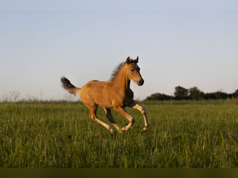 NRPS Hengst Veulen (04/2026) 150 cm Buckskin in Luxembourg