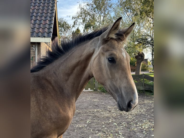 NRPS Hengst Veulen (04/2025) 151 cm Buckskin in Zwartewaal