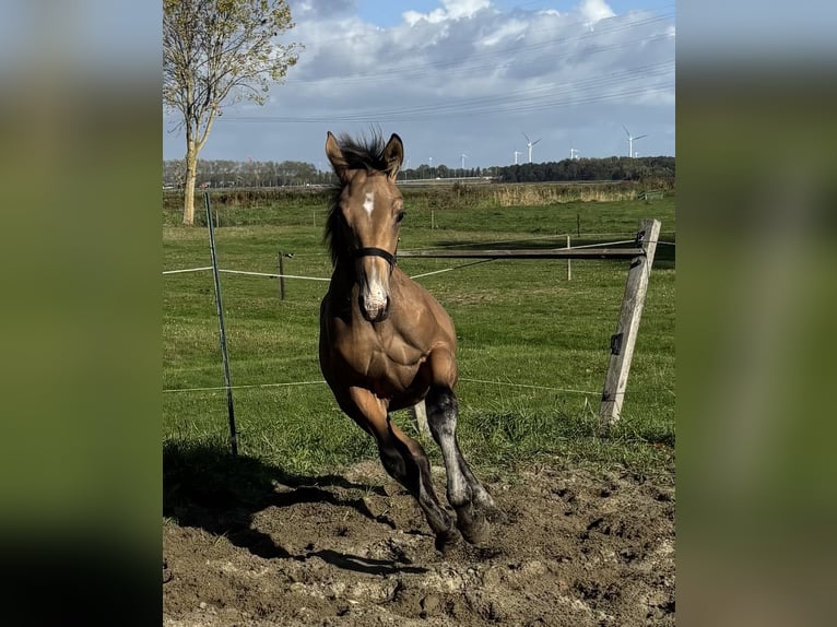 NRPS Hengst Veulen (04/2025) 151 cm Buckskin in Zwartewaal