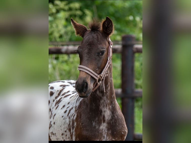 NRPS Hengst  165 cm Appaloosa in Broeksterw&#xE2;ld