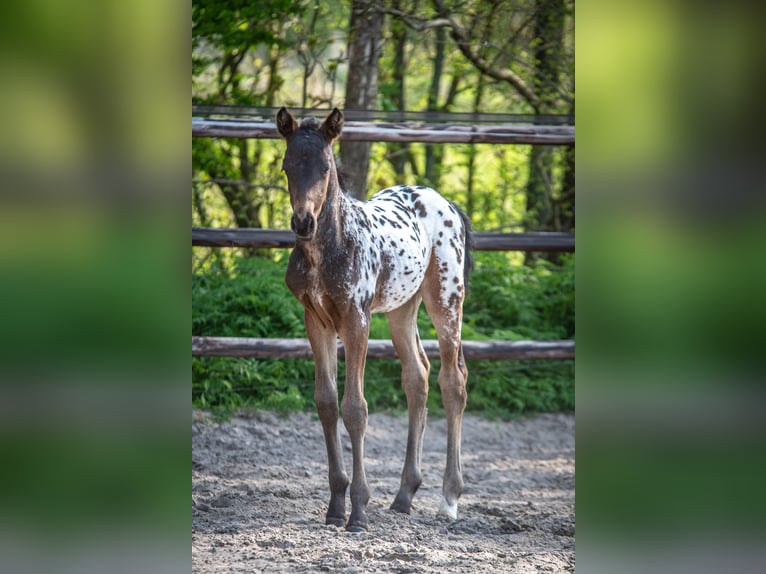 NRPS Hengst  165 cm Appaloosa in Broeksterw&#xE2;ld