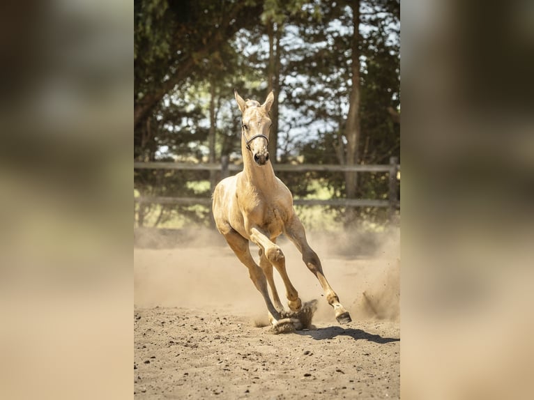 NRPS Hengst Veulen (05/2026) 168 cm Buckskin in Tholen