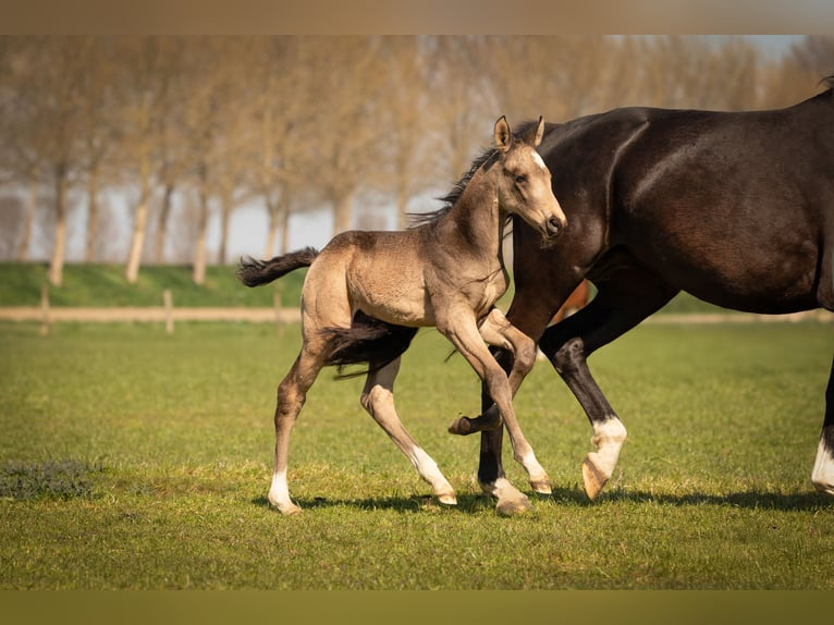 NRPS Hengst  168 cm Buckskin in Tholen