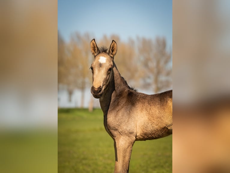 NRPS Hengst  168 cm Buckskin in Tholen
