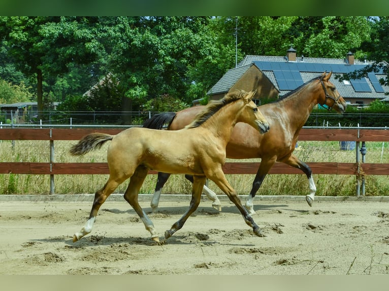NRPS Hengst Veulen (03/2026) 170 cm Buckskin in Berghem