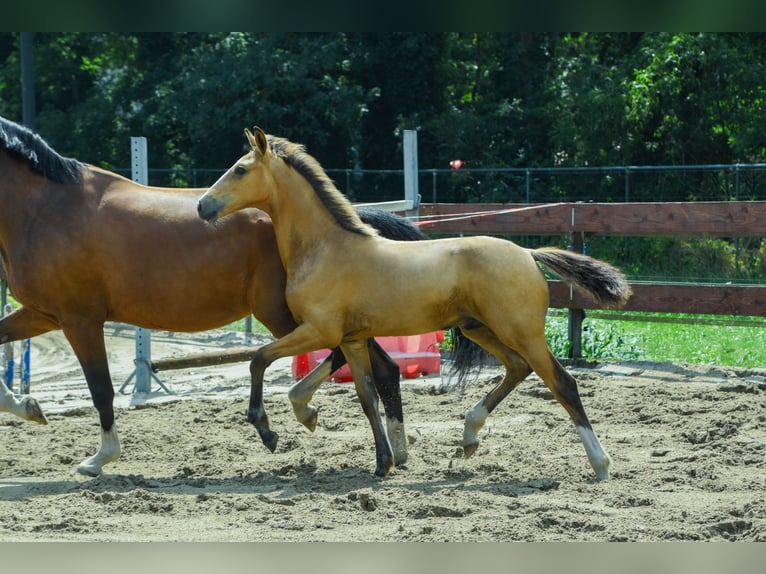 NRPS Hengst Veulen (03/2026) 170 cm Buckskin in Berghem