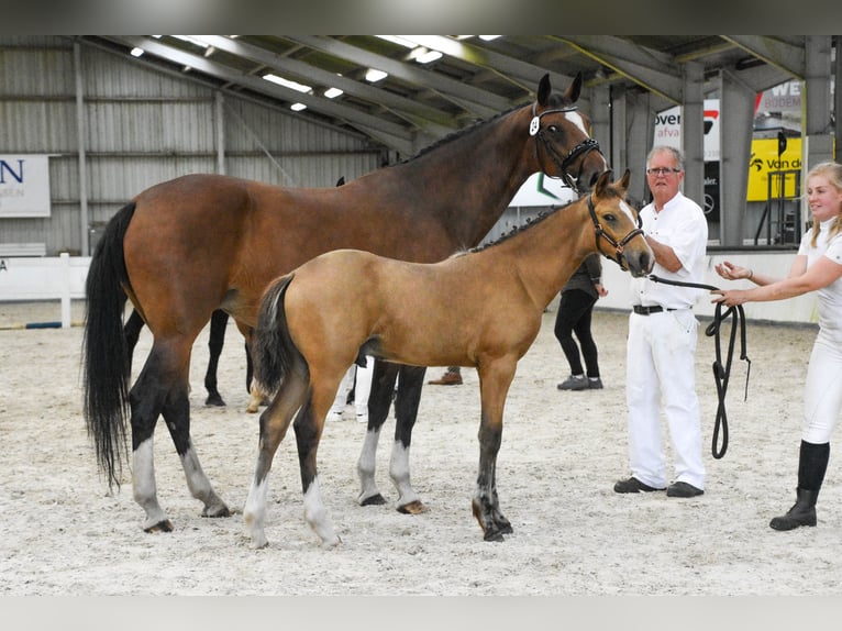 NRPS Hengst Veulen (03/2026) 170 cm Buckskin in Berghem